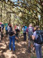 Garajonay - Märchenwald