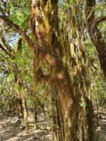 Garajonay - Märchenwald