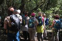 Garajonay - Botanikstunde