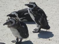 Südafrika - Boulder`s Beach