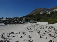 Südafrika - Boulder`s Beach
