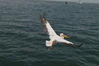 Namibia - Bootsfahrt in der Lagune Walvis Bay