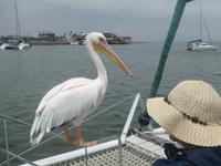 Namibia - Bootsfahrt in der Lagune Walvis Bay