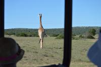 Südafrika - Pirschfahrt im  Amakhala Wildreservat