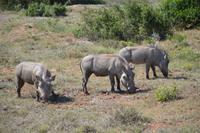 Südafrika - Pirschfahrt im  Amakhala Wildreservat - Warzenschweine