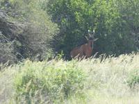 Südafrika - Pirschfahrt im  Amakhala Wildreservat - Kuhantilope