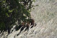 Südafrika - Pirschfahrt im  Amakhala Wildreservat - Löwen