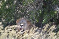 Südafrika - Pirschfahrt im  Amakhala Wildreservat