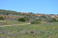 Südafrika - Pirschfahrt im  Amakhala Wildreservat