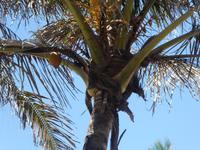 Südafrika - Durban - Kokospalme