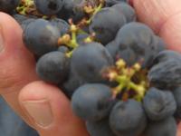 Südafrika - Boutique Weingut Constantia Glen