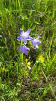 Glockenblume