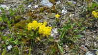 Naturparl Adamello Brenta