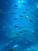 043_Stralsund, Ozeaneum