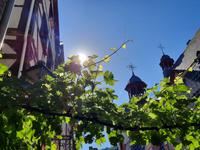 Flusskreuzfahrt mit A-ROSA FLORA • Altstadt in Bernkastel-Kues