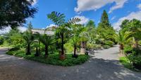Baumfarne im Botanischen Garten von Dresden