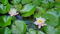 Seerosen im Botanischen Garten von Dresden