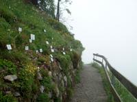 Schynige Platte, Alpengarten