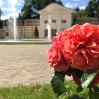 Rosengarten in Baden