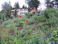 080 Schatzalp -  Alpengarten