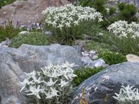 089 Schatzalp -  Alpengarten