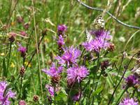 170 Wanderung nach Rigi Kaltbad - Blumen und Schmetterlinge am Wegesrand