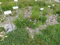 244 auf dem Allmendhubel