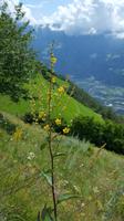 Blick ins Vinschgau