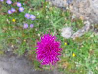 Rothorn - Wanderung auf dem Blumenweg von der Station 