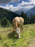 Gefährten auf dem Weg nach Baad
