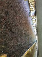 Gradierwerk, hier tropft es, Bad Reichenhall