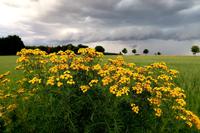 Pilger-Schnuppertour in Sachsen mit Wanderung auf dem ökumenischen Pilgerweg – Führung im Schloss Schönfeld – Minizug-Fahrt auf der Via Regia – Großenhain 
