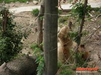 Tag 4 - 2 - Besuch in der Bundeshaupstadt Bern (5) - Berner Bären