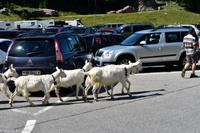 Wanderung auf der Schwägalp - Alpwirtschaft und Natur