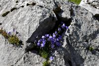 Wanderung auf der Schwägalp - Alpwirtschaft und Natur