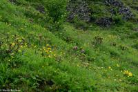 Wanderung vom Männlichen zur Kleinen Scheidegg - Alpenrosen