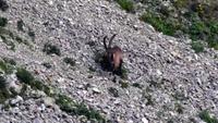 Steinbock am Pilatus