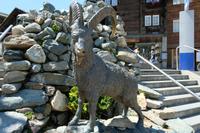 Ein Steinbock