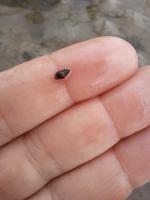 Rundreise Nordfriesland - Wattwanderung in Nordstrand