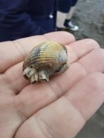 Rundreise Nordfriesland - Wattwanderung in Nordstrand