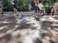 Rundreise Nordfriesland - Helgoland - Freche Möwen