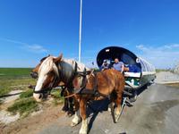 Rundreise Nordfriesland - Kutschfahrt auf Hallig Hooge