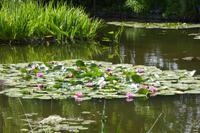 Tag 3 Giverny, Garten von Monet 