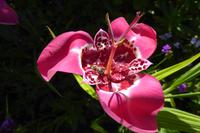 Tag 3 Giverny, Garten von Monet 