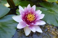 Tag 5 Les jardins de Pays d´Auge, Cambremer,Nymphaea