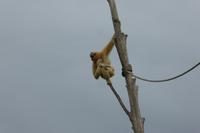 Tag 8 Zoo von Champrépus 