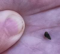 Die kleinste Schnecke der Welt 