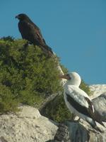 Bussard