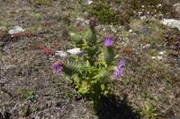 Tag 6 Wanderung zur Pointe du Raz