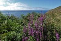 Tag 6 Wanderung zur Pointe du Raz 